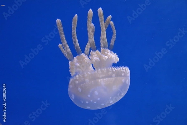 Obraz Jellyfish