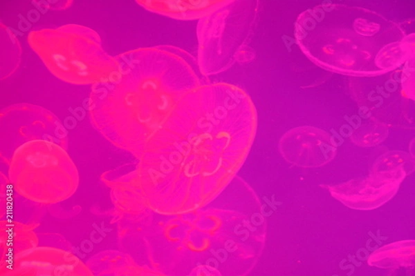 Obraz Jellyfish Fluo