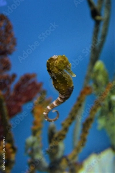 Obraz Seahorse