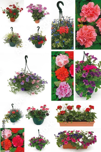 Obraz geranium, verveine et pétunia
