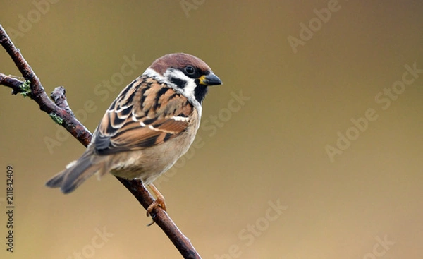 Obraz Wróbel (Passer montanus)