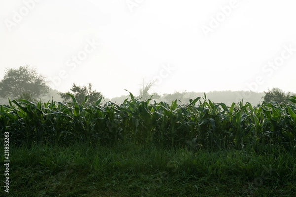 Obraz Corn field Mist
