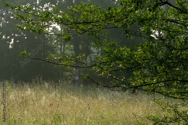 Obraz Field and Trees in Summer Sun
