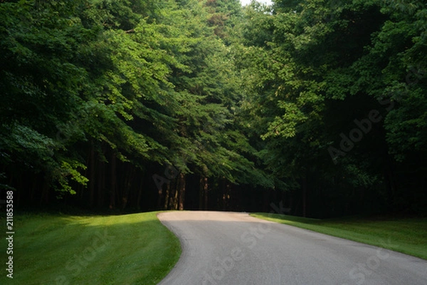 Obraz Road into the Forest