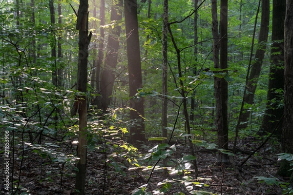 Obraz Natures Warming Light