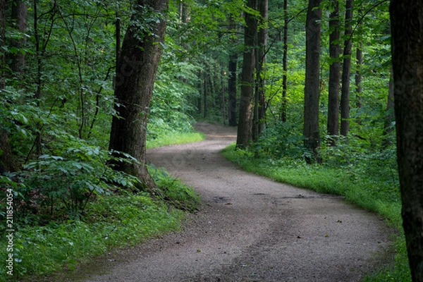 Obraz Winding Path in the Forest