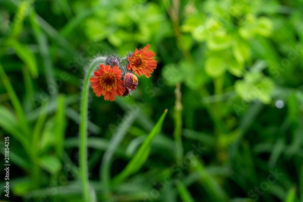 Obraz Lonely Orange Flowers