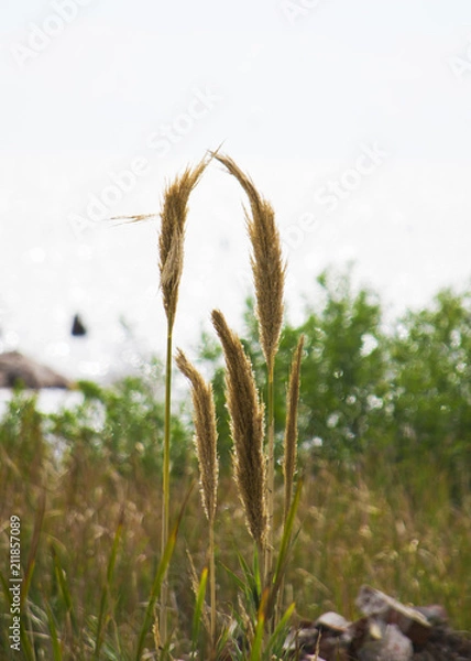 Fototapeta narutaleza