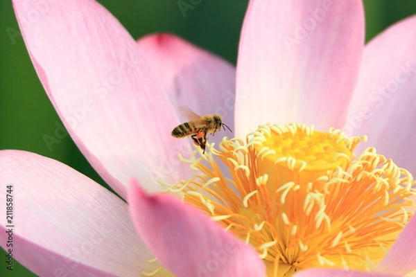 Obraz ミツバチと蓮の花