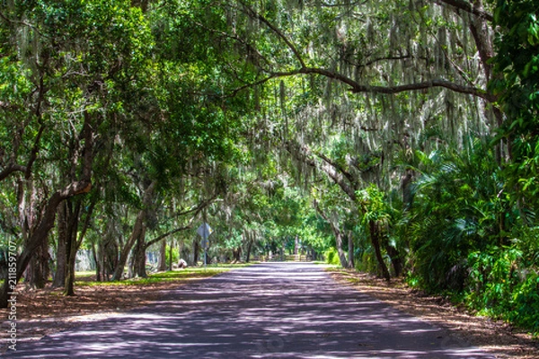Obraz Beautiful Florida canopy road