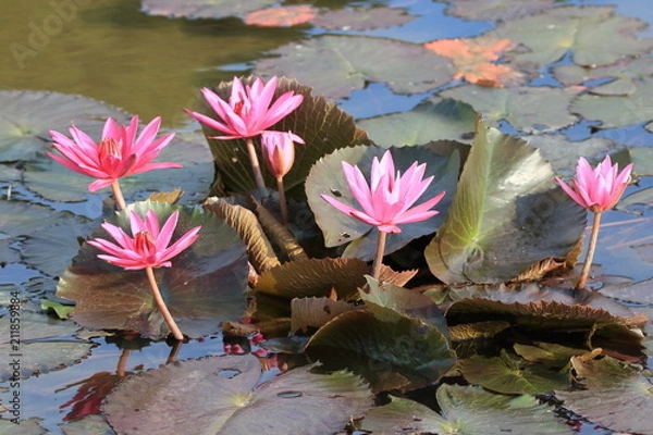 Obraz スイレンの花