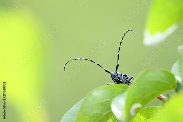 Obraz ゴマダラカミキリ