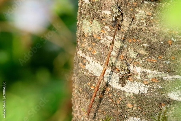 Obraz ナナフシとセミ