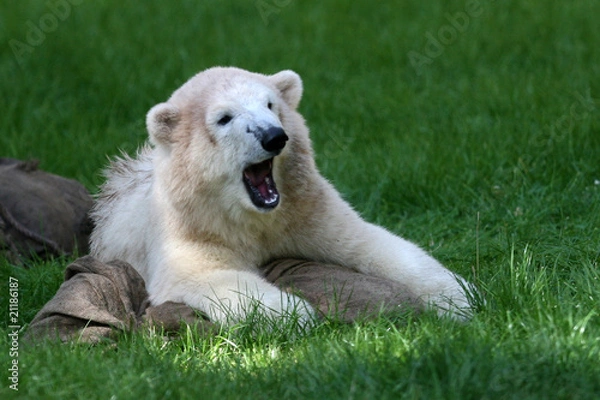 Obraz Eisbaerin Flocke