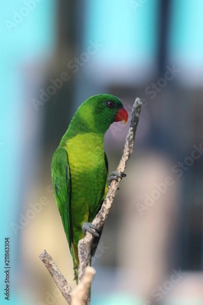 Fototapeta Lorikeet / Colorful Tropical Bird / Parrot on a Small Branch 