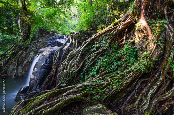 Obraz Root and Waterfall