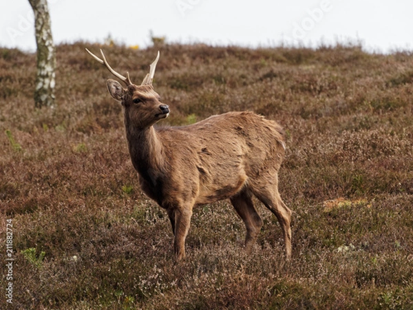 Obraz Single Sika Deer Looking Around
