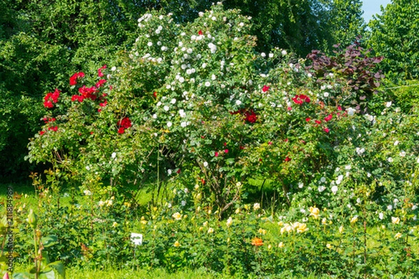 Fototapeta Large and very beautiful flower bushes on a soft green lawn