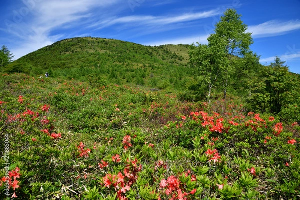 Fototapeta 長野県東御市 湯の丸高原 満開のレンゲツツジ 