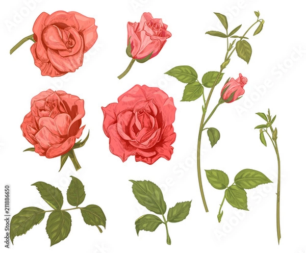 Fototapeta Set of roses: pink, red flowers, buds, buds, green leaves on white background. Botanical illustration for design, hand draw sketch in engraving vintage style, collection for design, vector