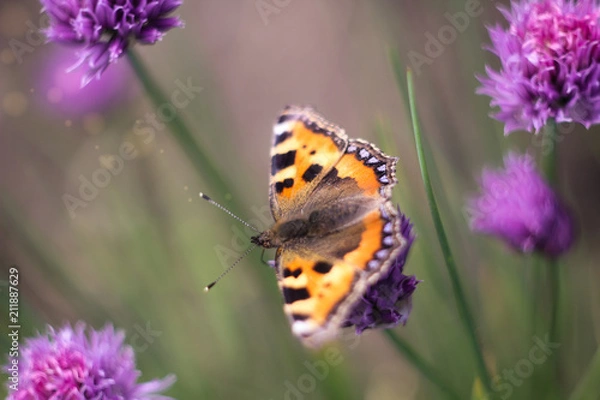 Fototapeta butterflies on a meadow