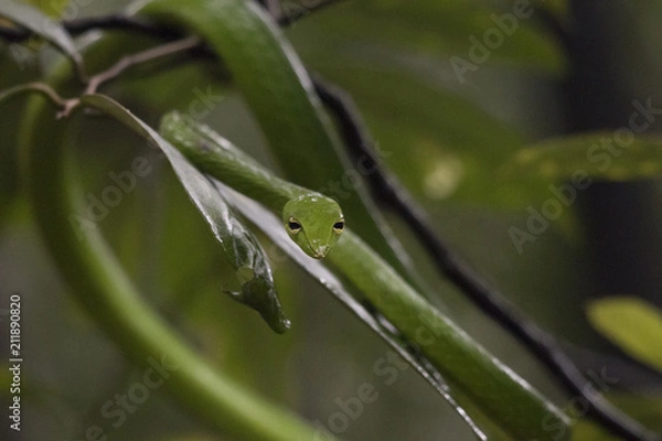 Fototapeta Green Vine Snake