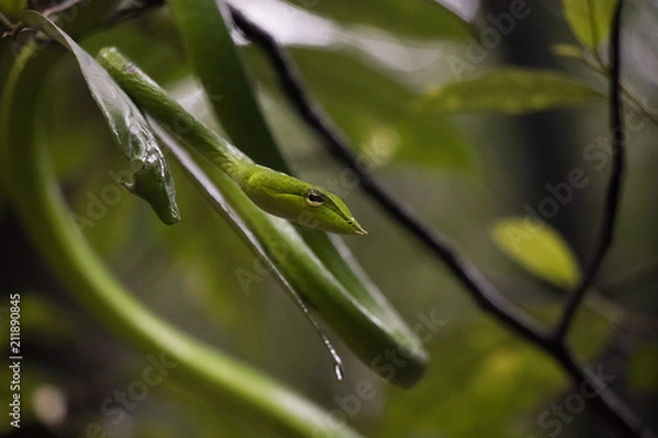 Fototapeta Green Vine Snake