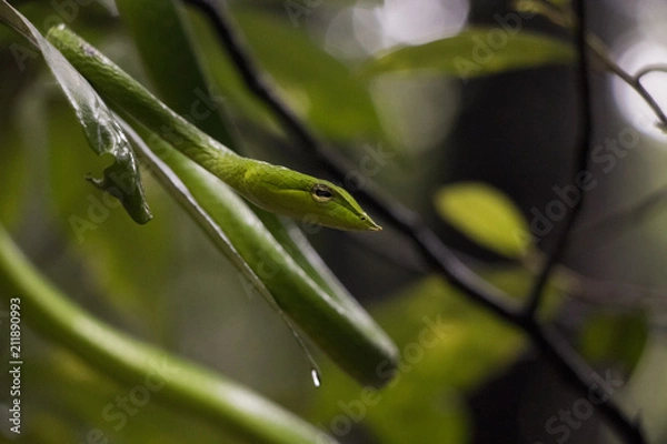 Fototapeta Green Vine Snake