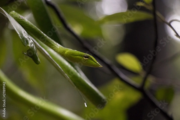 Fototapeta Green Vine Snake
