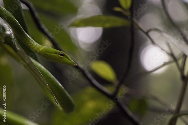 Fototapeta Green Vine Snake