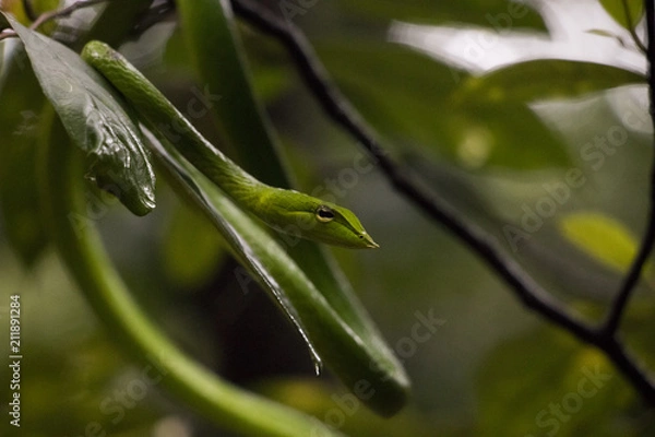 Fototapeta Green Vine Snake