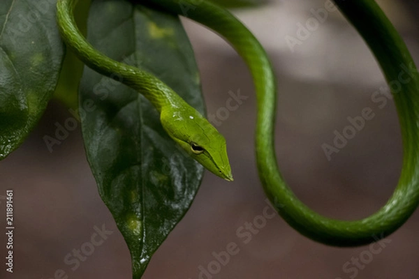 Fototapeta Green Vine Snake