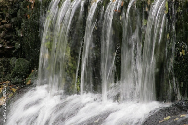 Obraz faune et flore 
