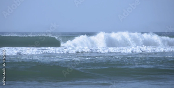 Obraz faune et flore 