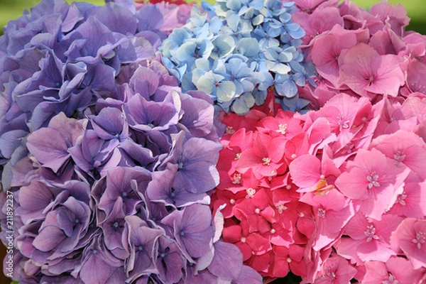 Obraz faune et flore 