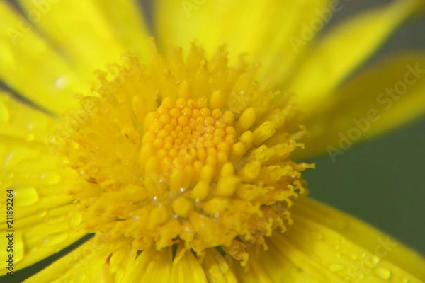 Obraz faune et flore 