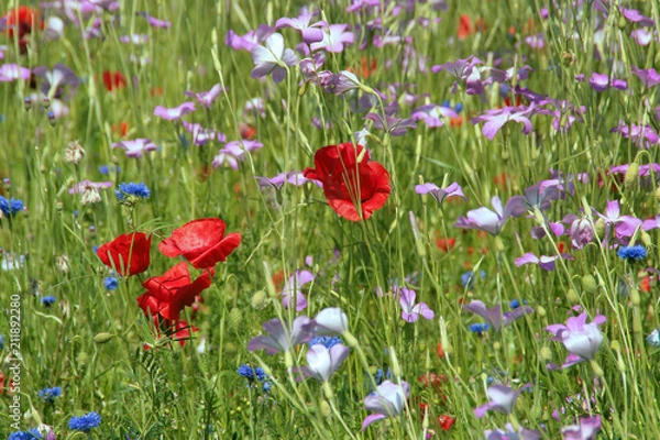 Obraz faune et flore 