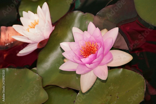 Obraz faune et flore 