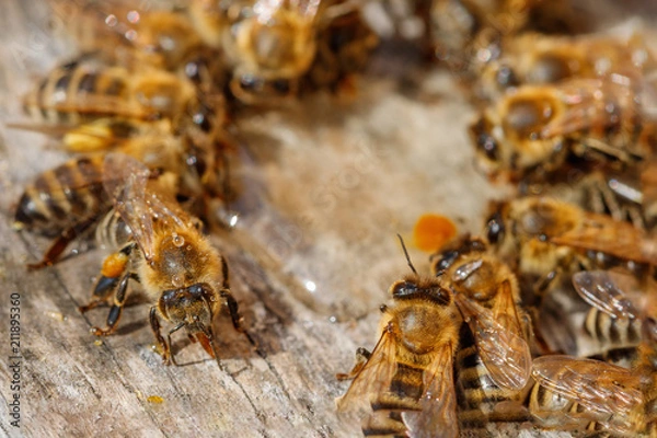 Fototapeta Honey bees with pollen trying to enter the hive on a landing board - macro view from above
