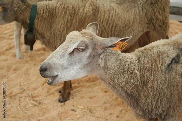 Obraz danse Landaise