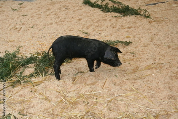 Obraz danse Landaise