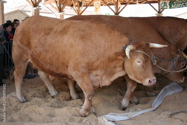 Obraz danse Landaise