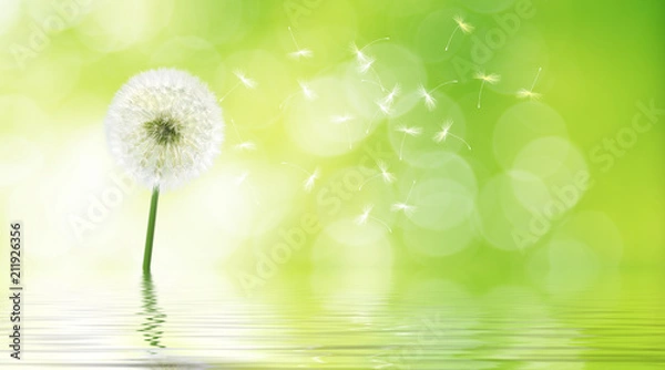 Obraz Schöne Pusteblume