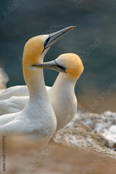 Fototapeta Sula serrator - Australian Gannet - takapu flying above the nesting colony in New Zealand