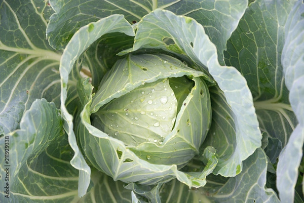 Fototapeta Cabbage head with dew.