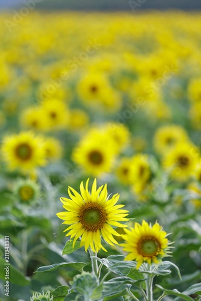 Fototapeta ひまわり畑