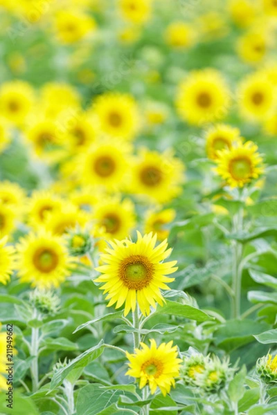 Obraz ひまわり畑