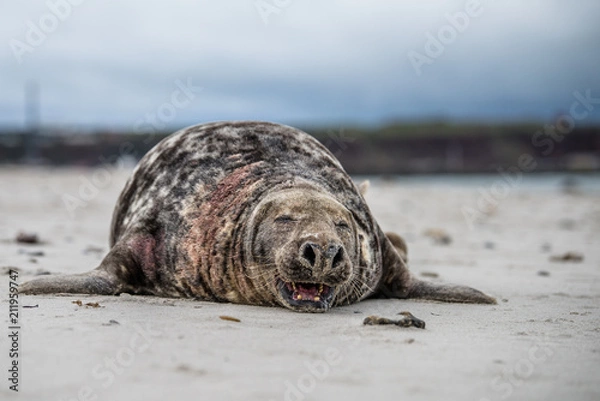 Fototapeta Atlantic Grey Seal Pup on Sandy Beach/Atlantic Grey Seal Pup/Atlantic Grey Seal Pup (Halichoerus Grypus)