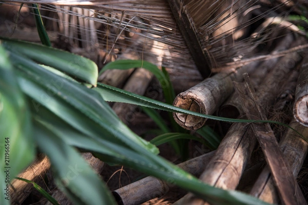 Obraz Bamboo