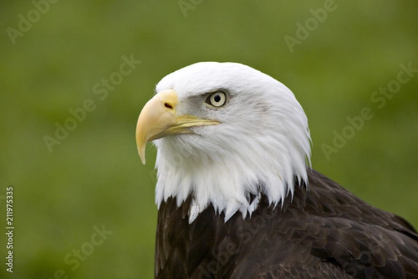 Obraz Bald eagle against green grass background